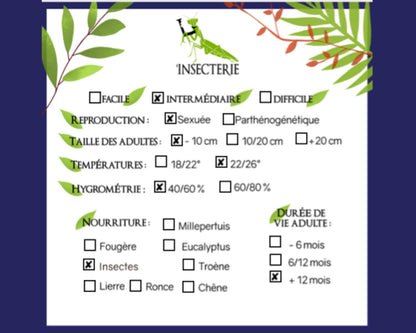 Colobopsis Truncata en vente 