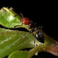 Ameisen - Crematogaster scutellaris