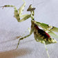 Mante feuille - Creobroter gemmatus