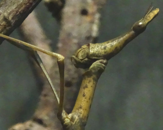 Criquet - Proscopia scabra
