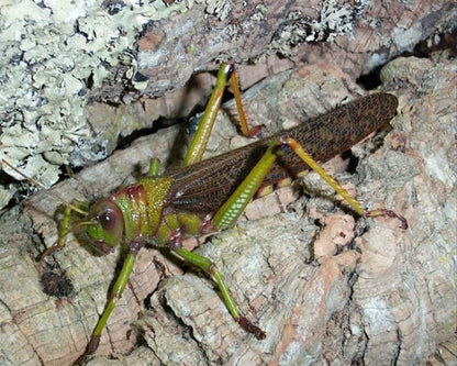 Saltamontes - Tropidacris collaris