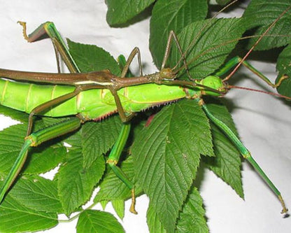 Phasme - Diapherodes gigantea