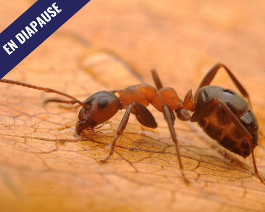 Hormigas - Formica sanguinea