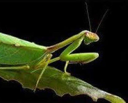 Mantis - Pseudoxyops perpulchra