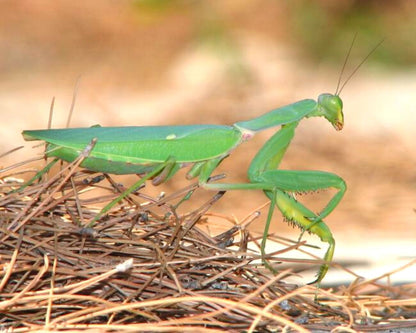 Mantis - Sphodromantis sp (Chad)