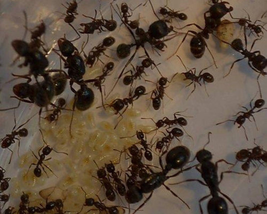 Ameisen - Messor structor