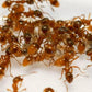 Ameisen - Myrmica rubra