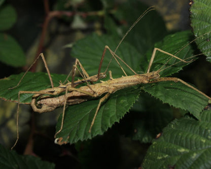 Insecto palo - Neohirasea sp "Cat Ba"
