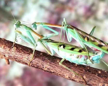 Mantide - Omomantis zebrata