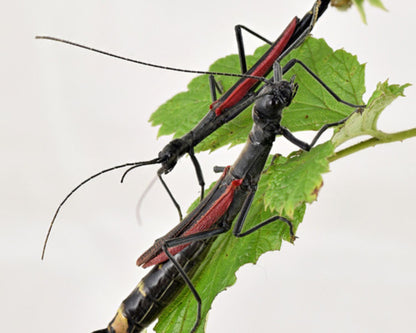 Stabschrecke - Orthomeria kangi