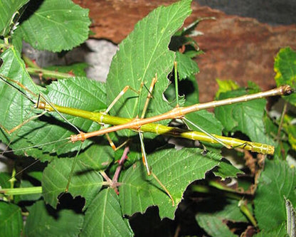Stabschrecke - Lonchodiodes samarensis