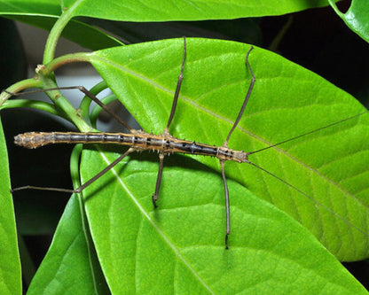 Insecto palo - Neohirasea maerens