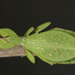 Wandelndes Blatt - Phyllium tobeloense "Galela"