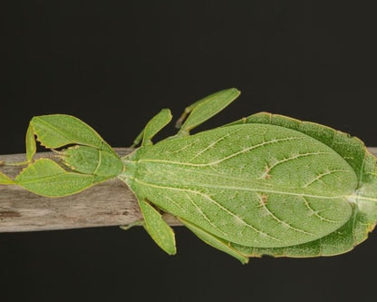 Blatt-Stabheuschrecke - Phyllium tobeloense „Galela“