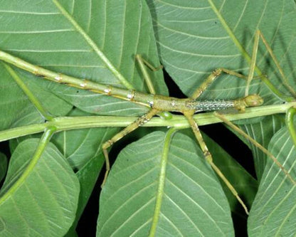 Phasme - Anchiale briareus