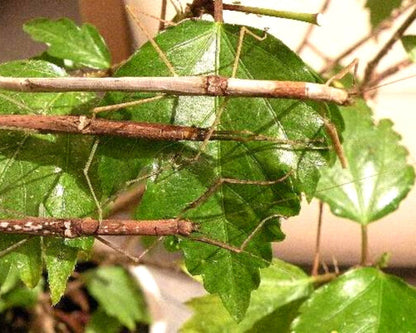 Insecto palo - Asystata sp "Quezon"