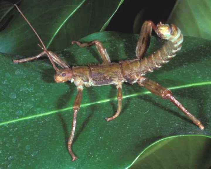 Phasmes à vendre : espèces faciles à élever | L’Insecterie – L'insecterie