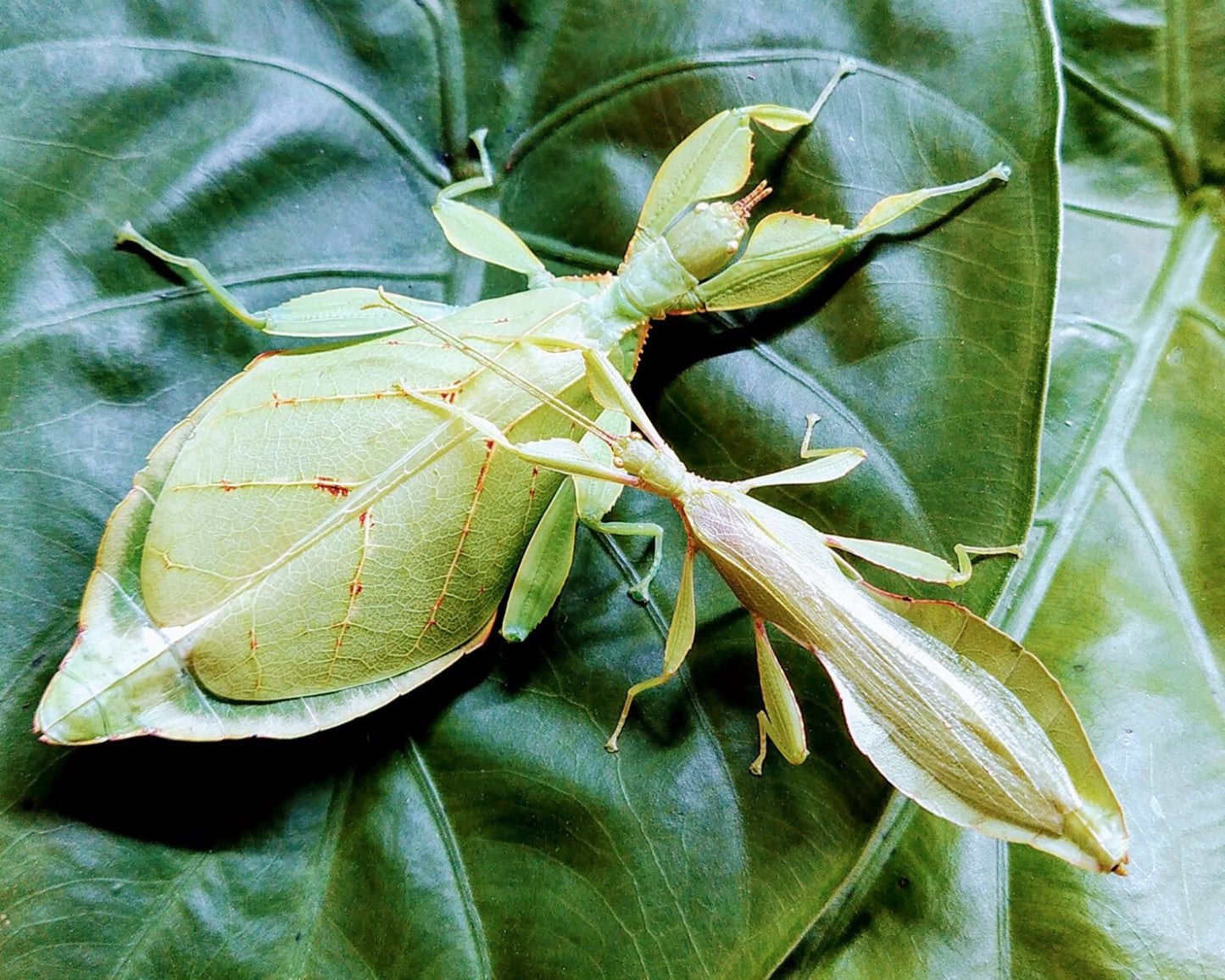 Phasme Feuille Phyllium Elegans L insecterie phasme-feuille-phyllium-elegans-l-insecterie