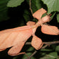 Wandelndes Blatt - Phyllium ericoriai