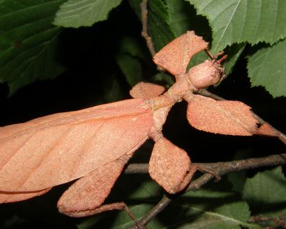 Phasme Feuille - Phyllium ericoriai