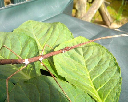 Phasme - Medaurini sp Cuc Phuong