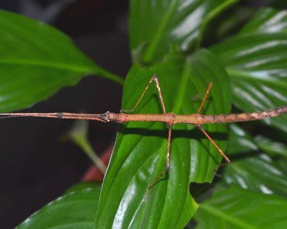 Phasme - Mithrenes panayensis