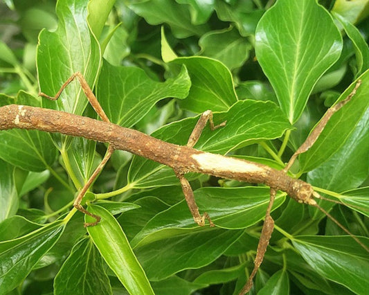 Phasmide - Mnesilochus portentosus