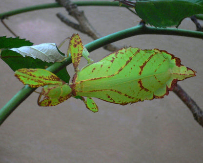 Phasme Feuille - Phyllium hausleithneri