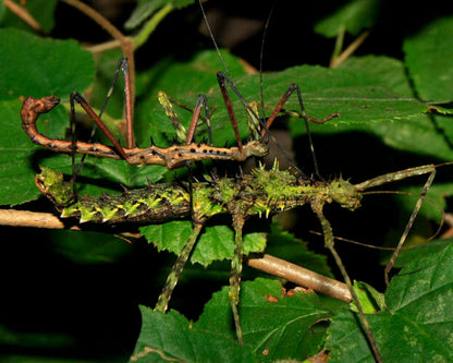 Fásmido - Andropromachus scutatus