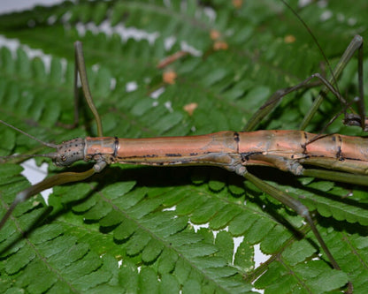 Insecto palo - Nuichua rabaeyae
