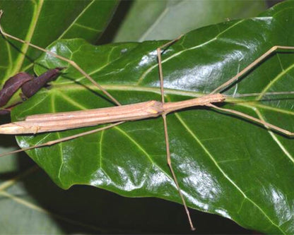 Phasme - Sipyloidea Biplagiata