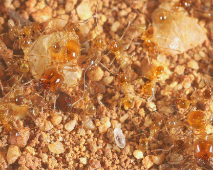 Élevage de fourmis Pheidole pallidula