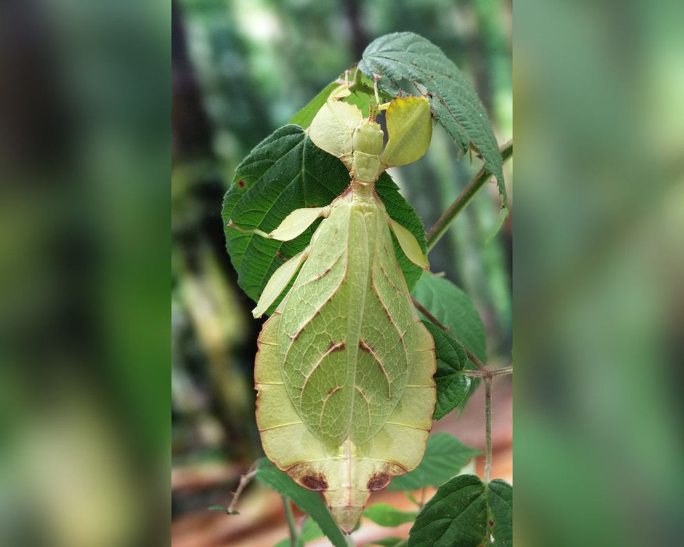 Phasme Feuille Phyllium Letiranti L insecterie phasme-feuille-phyllium-letiranti-l-insecterie