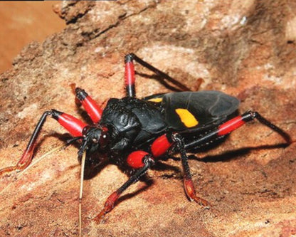 Reduvidos - Platymeris rhadamanthus (ex "Mombo")
