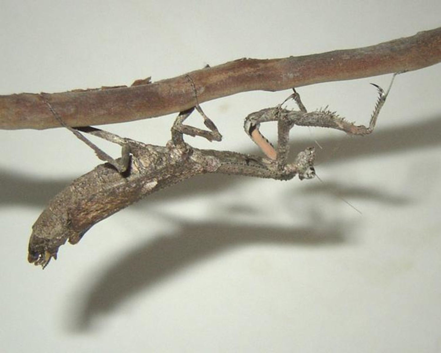 Mantis - Popa spurca