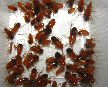 Proies - Blattes - Red Runner