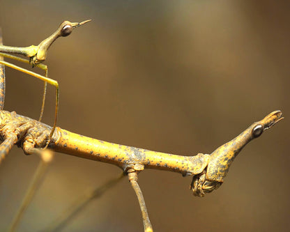 Pseudoproscopia latirostris - Criquet/phasme