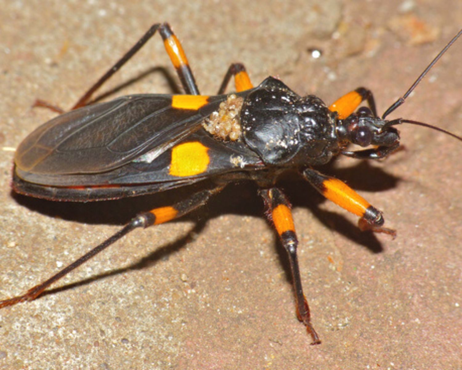 Raubwanzen - Platymeris Guttatipennis bei L'Insecterie erhältlich – L' insecterie