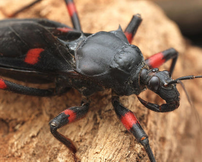 Réduve - Platymeris laevicollis