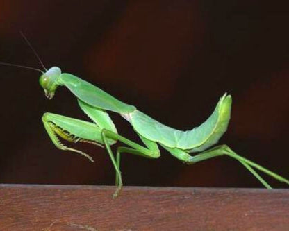 Mantis - Rhombodera stalii