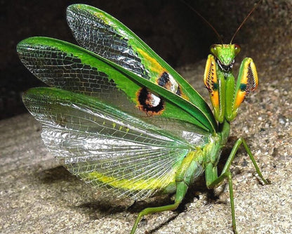 Mantis - Stagmatoptera biocellata