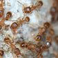 Hormigas - Tetramorium Méridionale