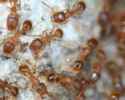 Colonie Fourmis Tetramorium Méridionale en vente
