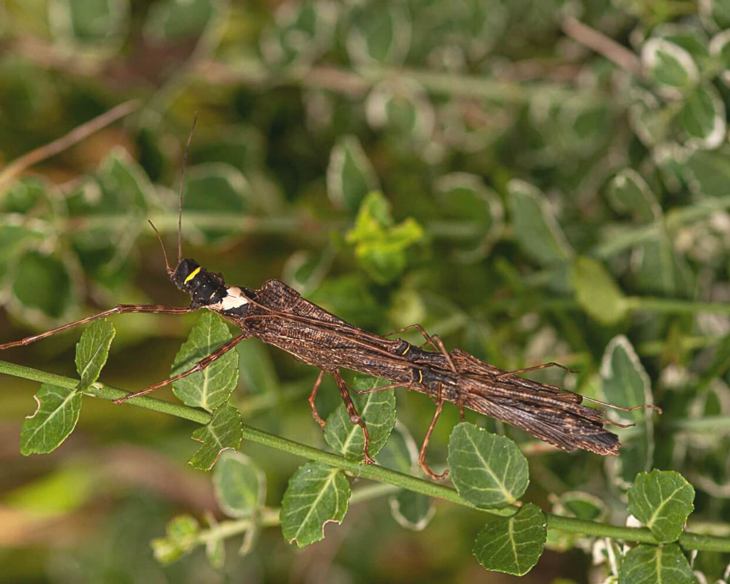 Phasmide - Trachythorax albomaculatus "Kon Chu Rang"