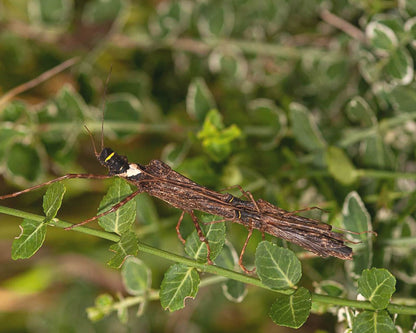 Fásmido - Trachythorax albomaculatus "Kon Chu Rang"