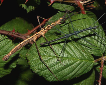 Fásmidos - Acanthomenexenus polyacanthus
