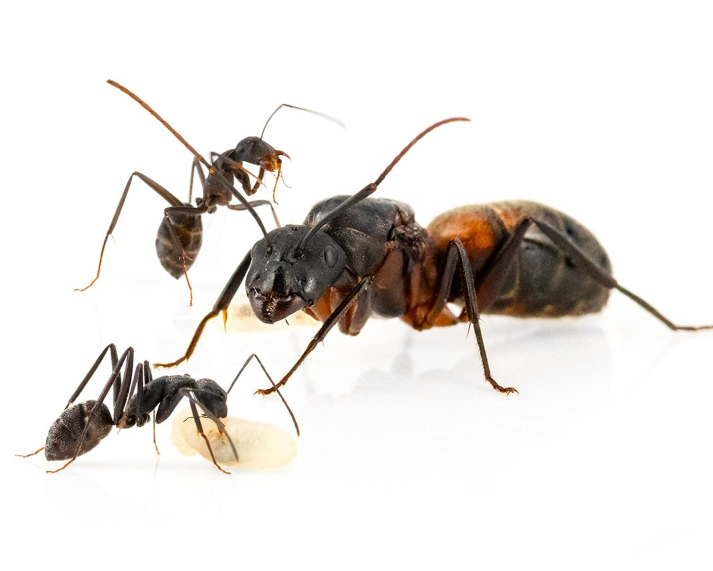 Hormigas - Camponotus cruentatus