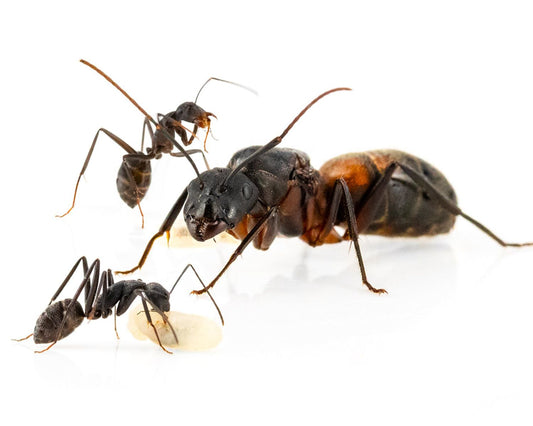 Ameisen - Camponotus cruentatus
