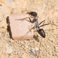 Ameisen - Cataglyphis iberica