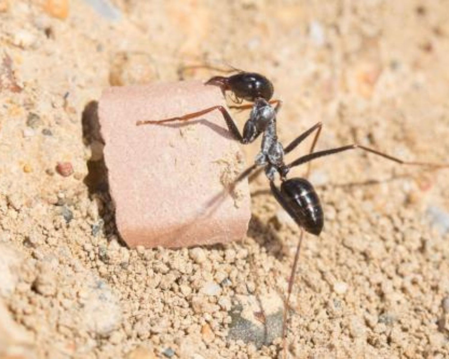 Hormigas - Cataglyphis iberica